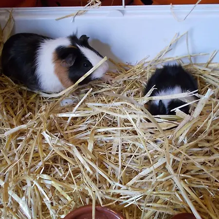 Apartment El Chorrillo By Interhome