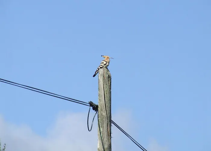 El Chorrillo By Interhome Alcuéscar