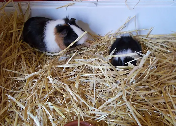 Апартаменты El Chorrillo By Interhome